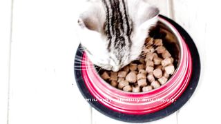 Pet Prodigies: Holistic Guide to Training and Feeding Dogs and Cats