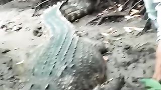 Big crocodile