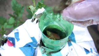 potato's grow in plastic bottles great effort made