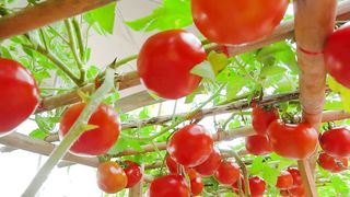 Grow tomatoes with this method and you will love it