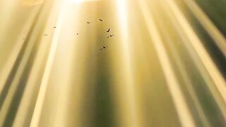Travel with the birds and see the golden threads of the sun