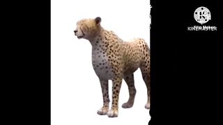 الفهد الصياد ضد كلب الكانجال التركي  صراع من أجل البقاءCheetah VS Turkish Kangal dog