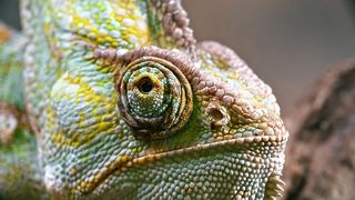 Nature with Wonderful Animals