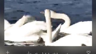 لو عجبك الفيديو دوس لايك و شير وفلووووو