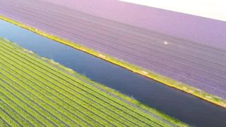 The most famous flower gardens in the world are Keukenhof Gardens, Netherlands