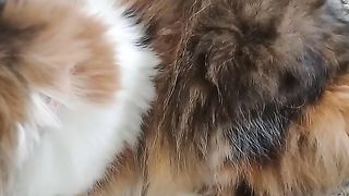 Girl cat like girl human