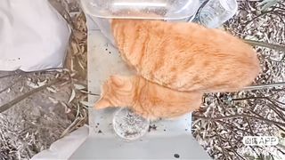 Momma???? & Baby????: The New(Large & Mini)Orange Cats
