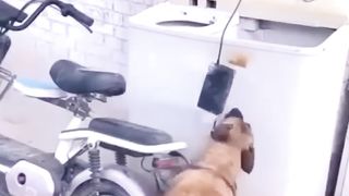 الحيوان الذكي