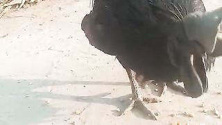 Ayaam cimani black