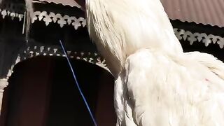The white is Heera white