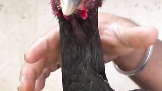 Black heera