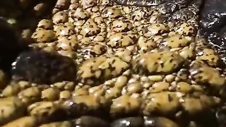 مواجهة دموية ‼️ مصيدة السحالي