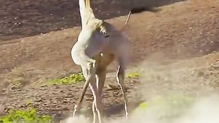 الهجوم على الزرافات