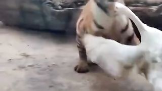 لا البط ولا الأوز يحبون النمور اصلا