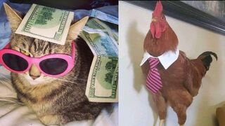 FUNNY ANIMALS - THE BEST ANIMAL VIDEO !! TRY NOT TO LAUGH
