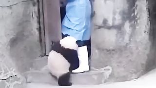 حيوانات