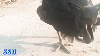 Black is not always ayam cimani