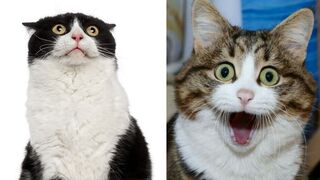 FUNNY SCARED CATS VIDEO COMPILATION - TRY NOT TO LAUGH!!