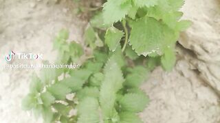 Herbal shorts video