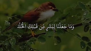 القران_الكريم