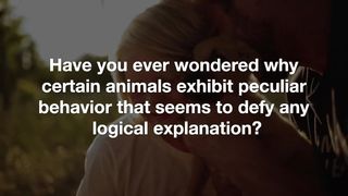 Investigating the Mysterious Behavior of Untamed Beings