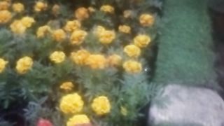 Flowers_ special