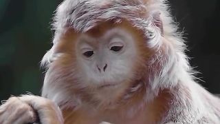 The brilliant Gulman is the most photogenic monkey in the world