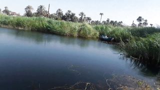 سمك نهر النيل لسه مستخبى فى الحشيش