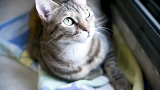 Cat kitten kitty