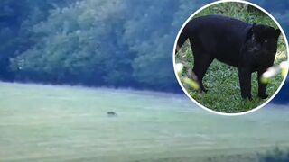 Breaking the Silence: Shocking Revelations about Wild Animals