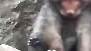 Animal