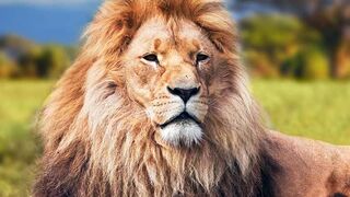 Unbelievable Lion Trivia and Hidden Facts Brace Yourself!