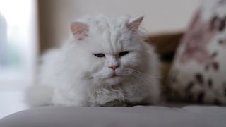 Cat whiskers domestic