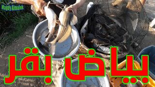 أحلى سمك بياض من نهر النيل
