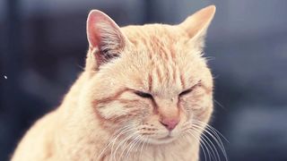 Cat animal face