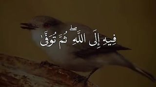 القران_الكريم