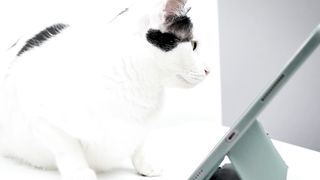 Cat kitty feline