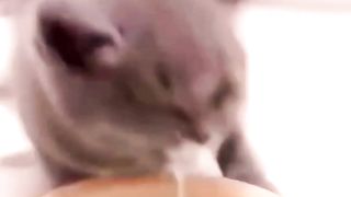 Animal funny Cat Video .