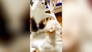 funny cats and dogs ????????