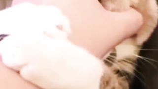Funny Animals Cat Video