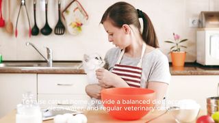 Top Tips for Happy and Healthy Cat Care