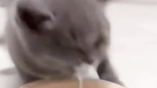 Animal Funny Video #comedy #cat #funnyreel #animalfunny #funnycute #comedymovies #funny #dog.