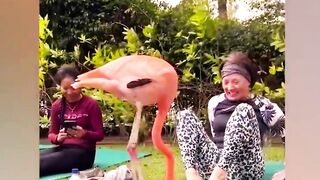 Prepare to ROFL! ???? Funniest Animals Compilation