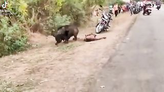 man dead attacked by wild pig