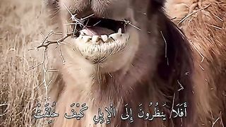 القران_الكريم