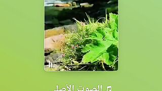 القران_الكريم