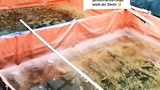 Tidak selama PAKAN ALTERNATIF menguntungkan❗Tidak selamanya PAKAN FULL PELET itu RUGI