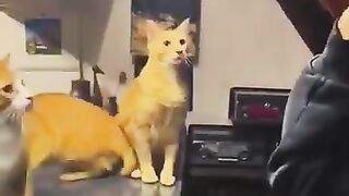 Challenge ????????Funny Animals