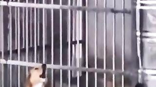 Funniest animals ????????????