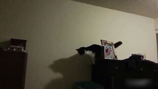 Funny Dogs and Cats ????